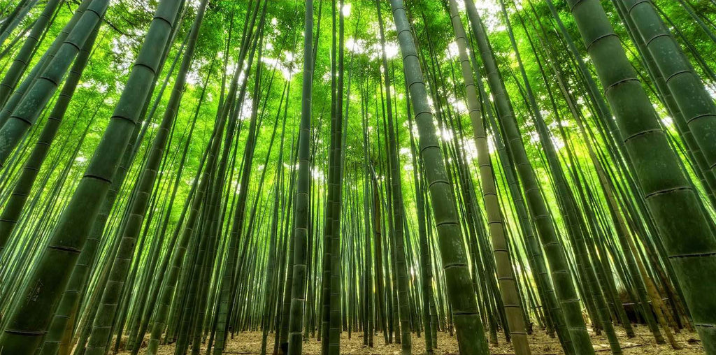 Perchè scegliere i pavimenti in Bambù?