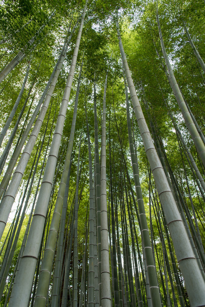 Bambù: una soluzione green