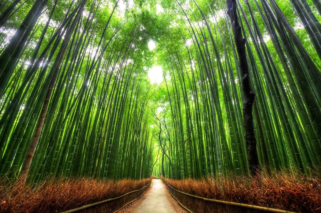 Le foreste di bambù