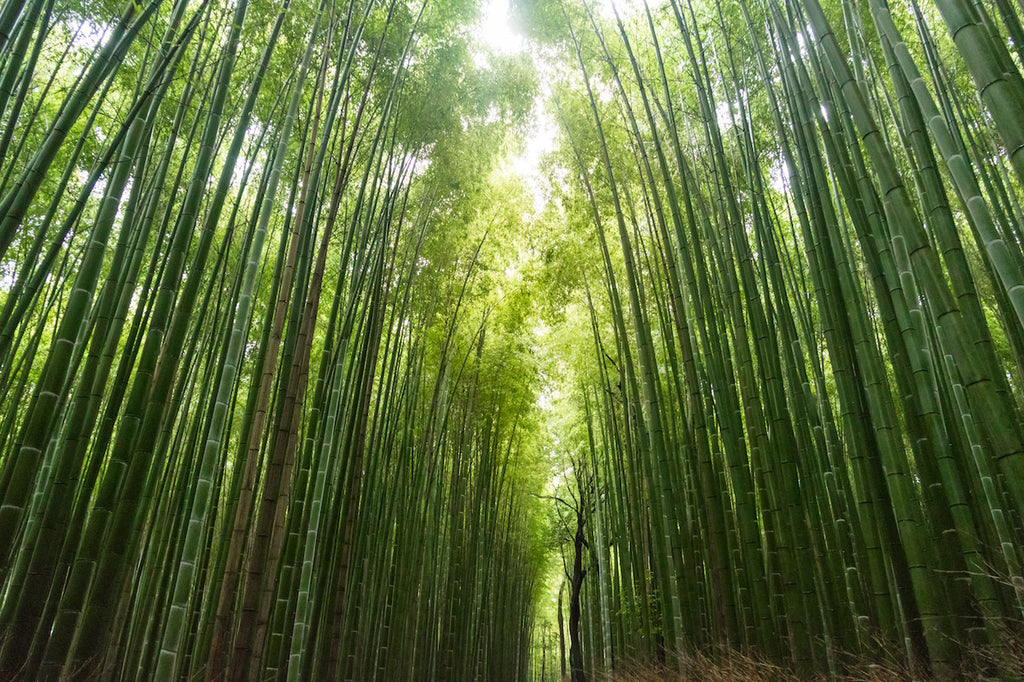 5 buoni motivi per scegliere il bamboo e rispettare l'ambiente